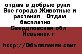 отдам в добрые руки - Все города Животные и растения » Отдам бесплатно   . Свердловская обл.,Невьянск г.